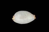 藏品(鯊皮寶螺)的圖片